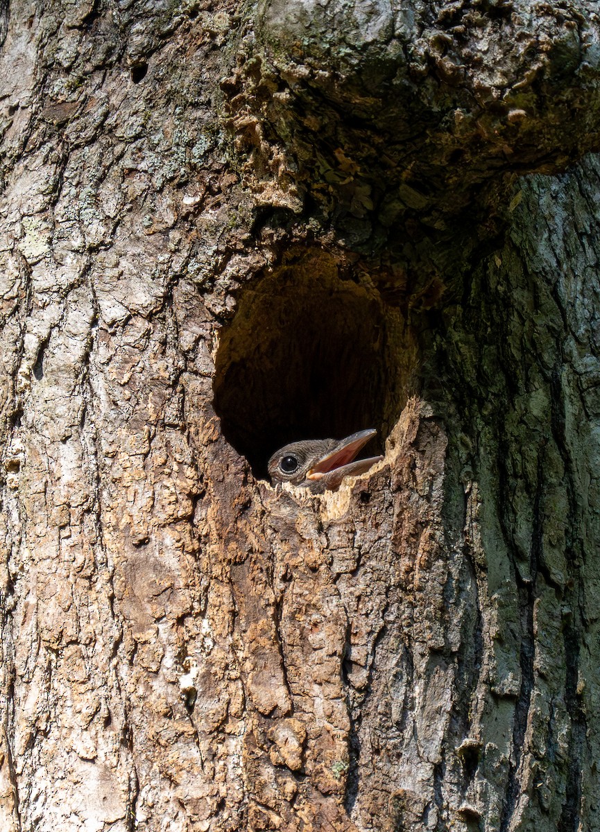 Red-headed Woodpecker - ML620289786