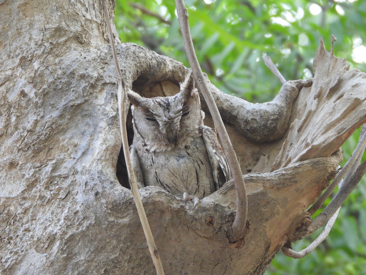 Indian Scops-Owl - ML620289788