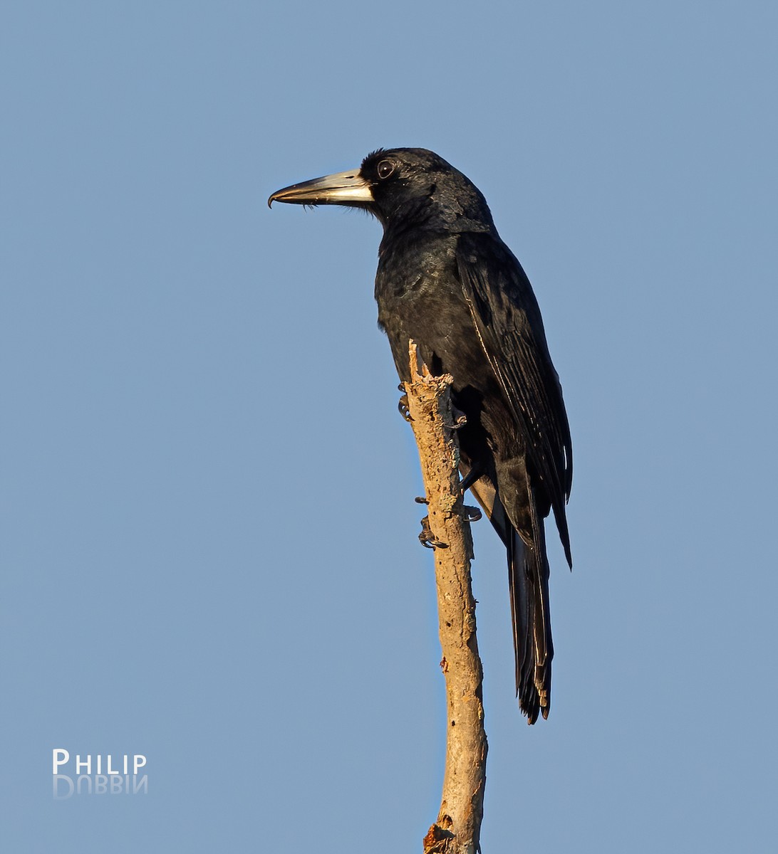 Black Butcherbird - ML620289789