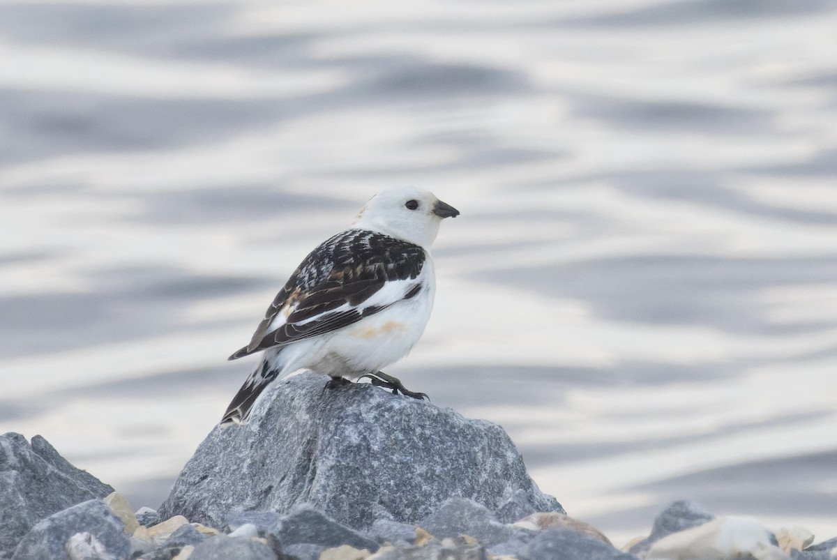 Snow Bunting - ML620289793