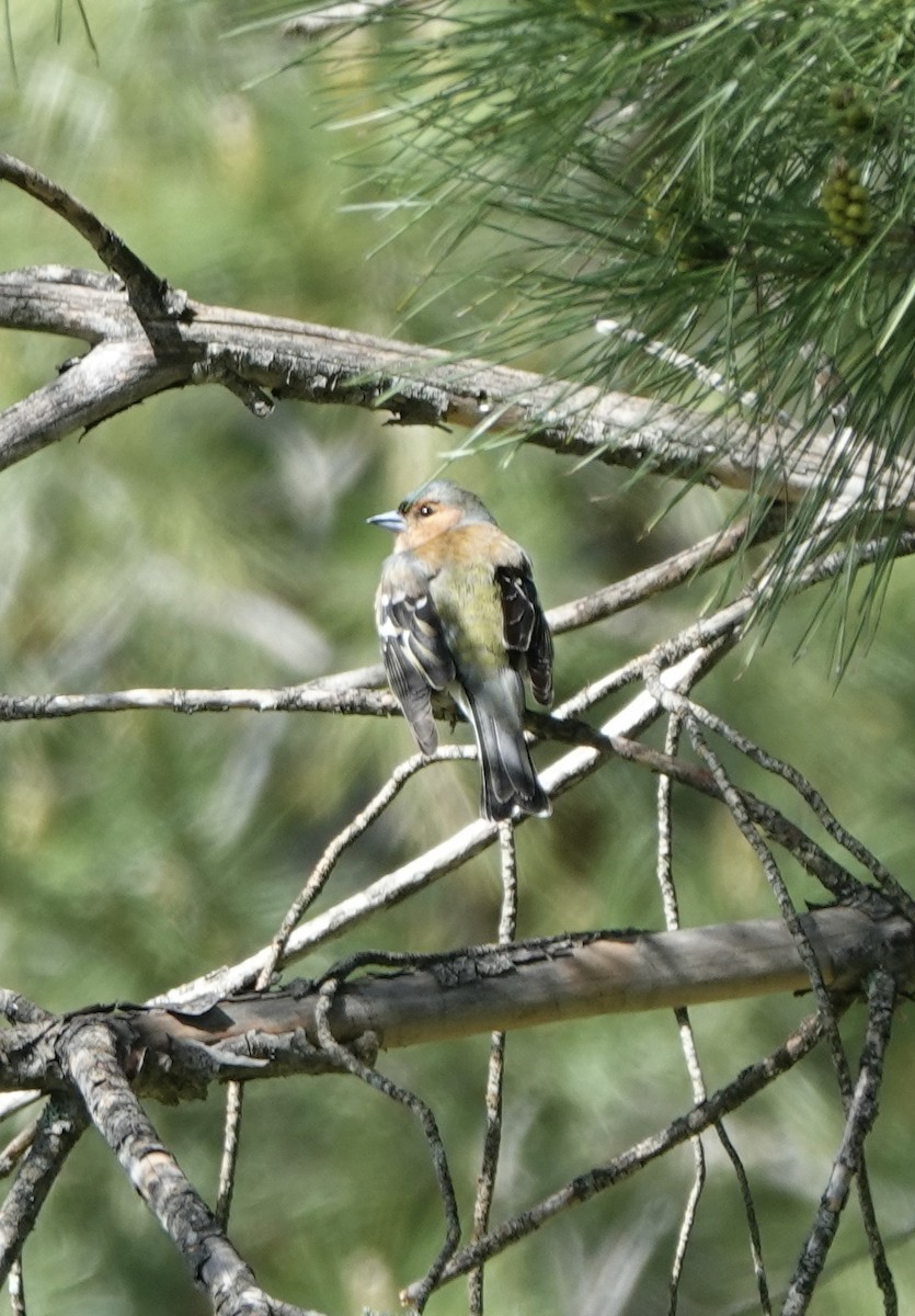 Common Chaffinch - ML620289794