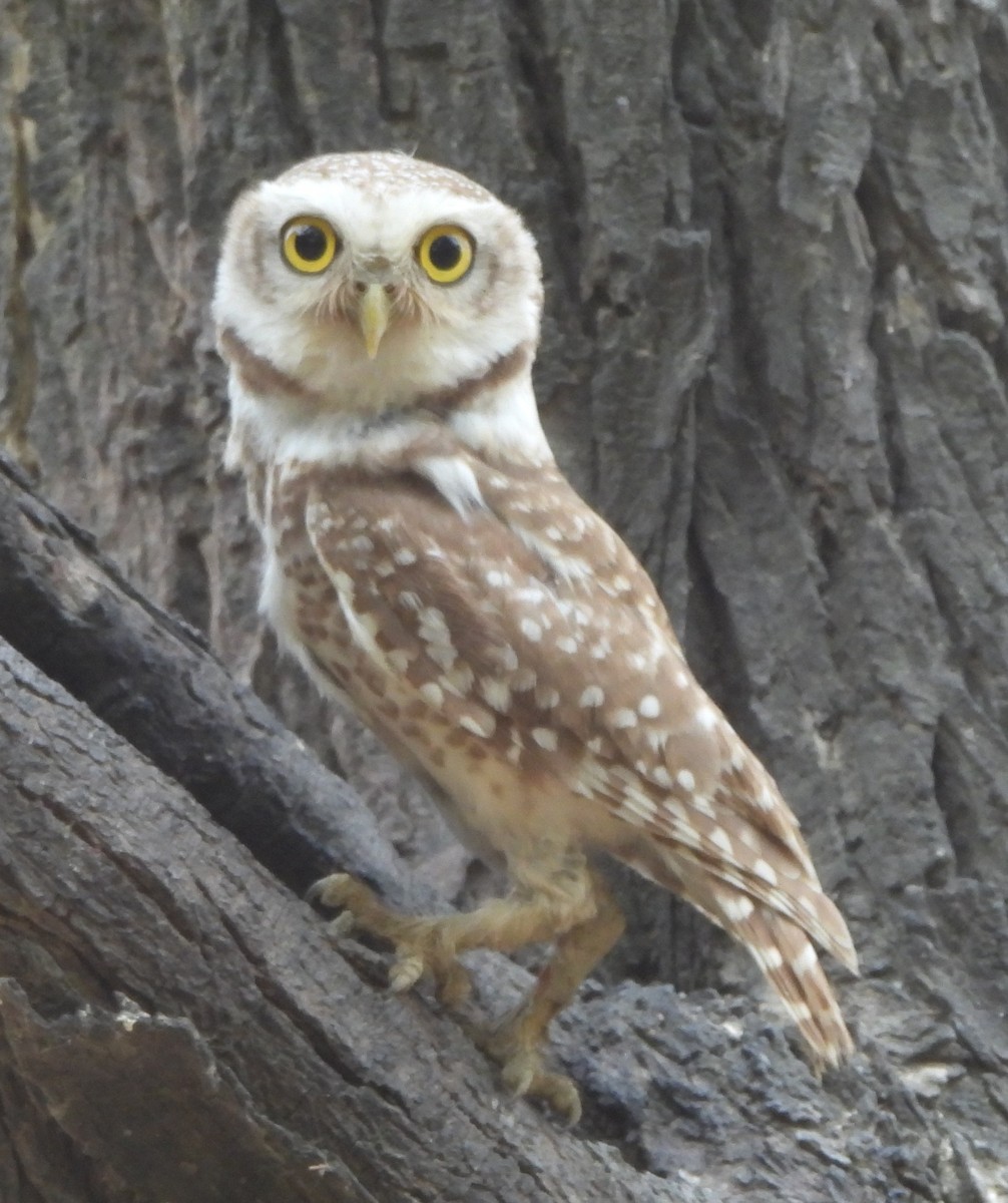 Spotted Owlet - ML620289795