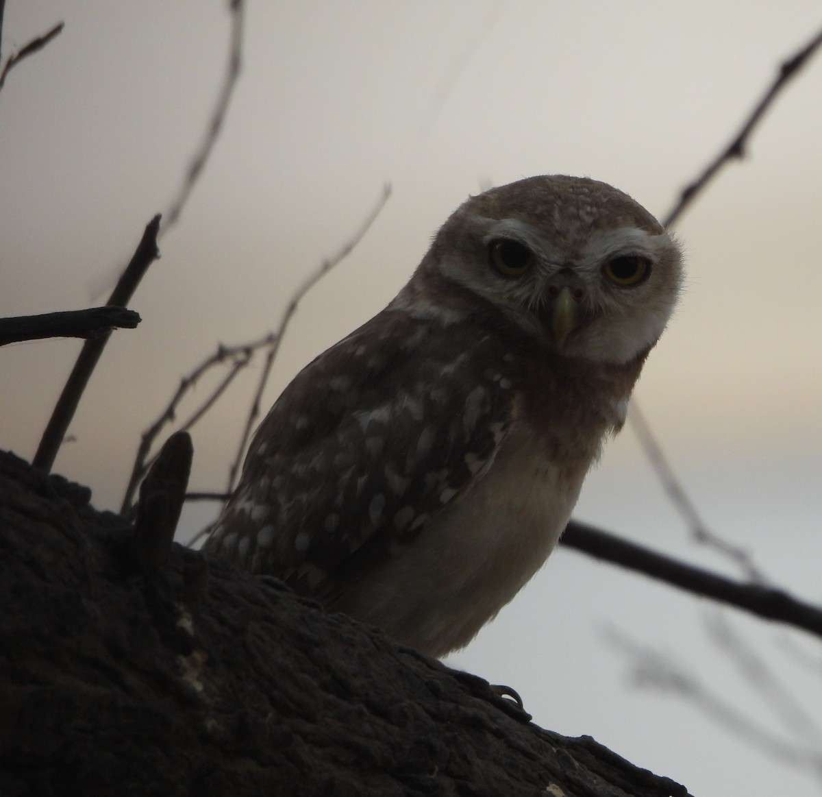 Spotted Owlet - ML620289797