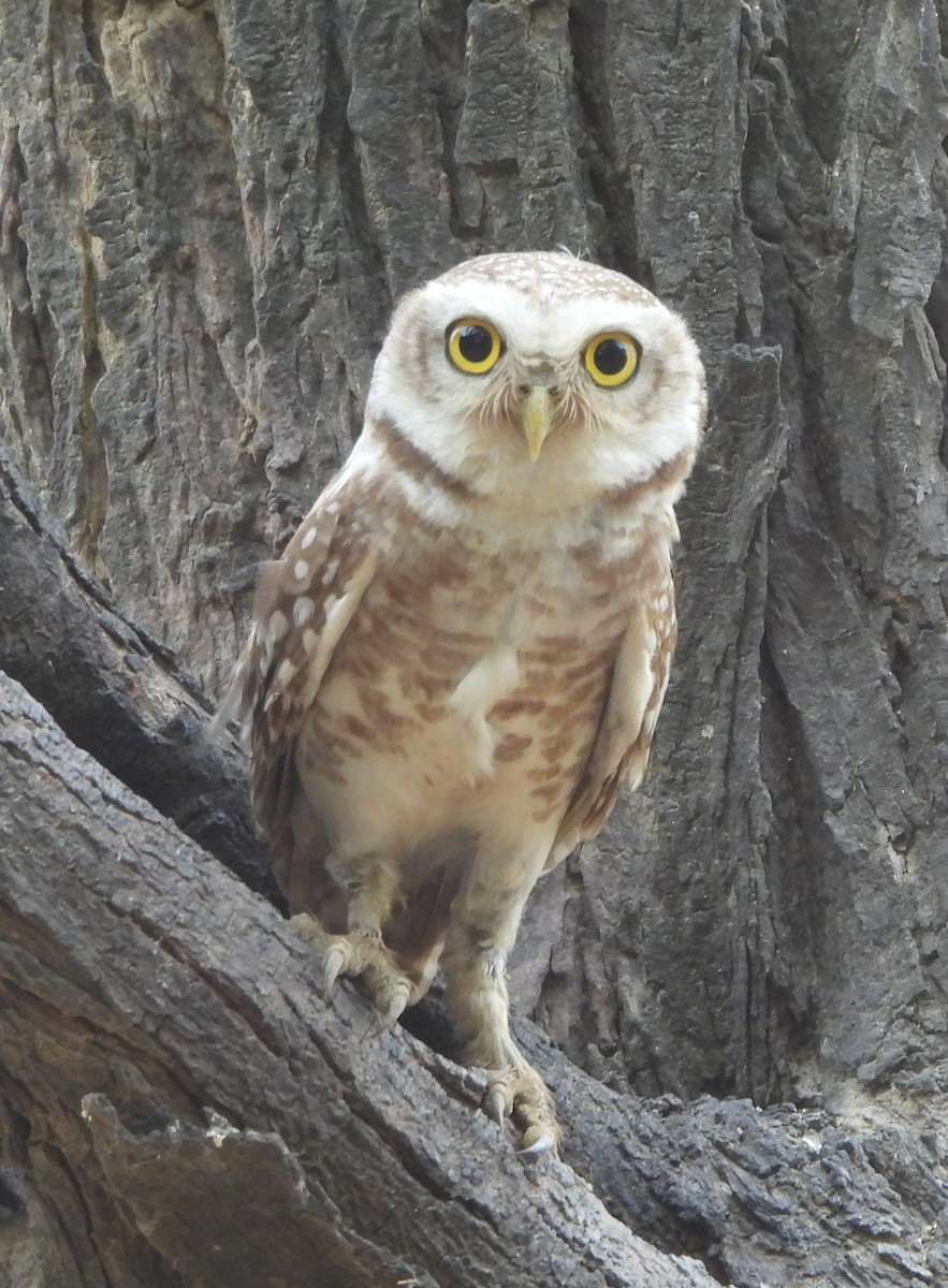Spotted Owlet - ML620289798