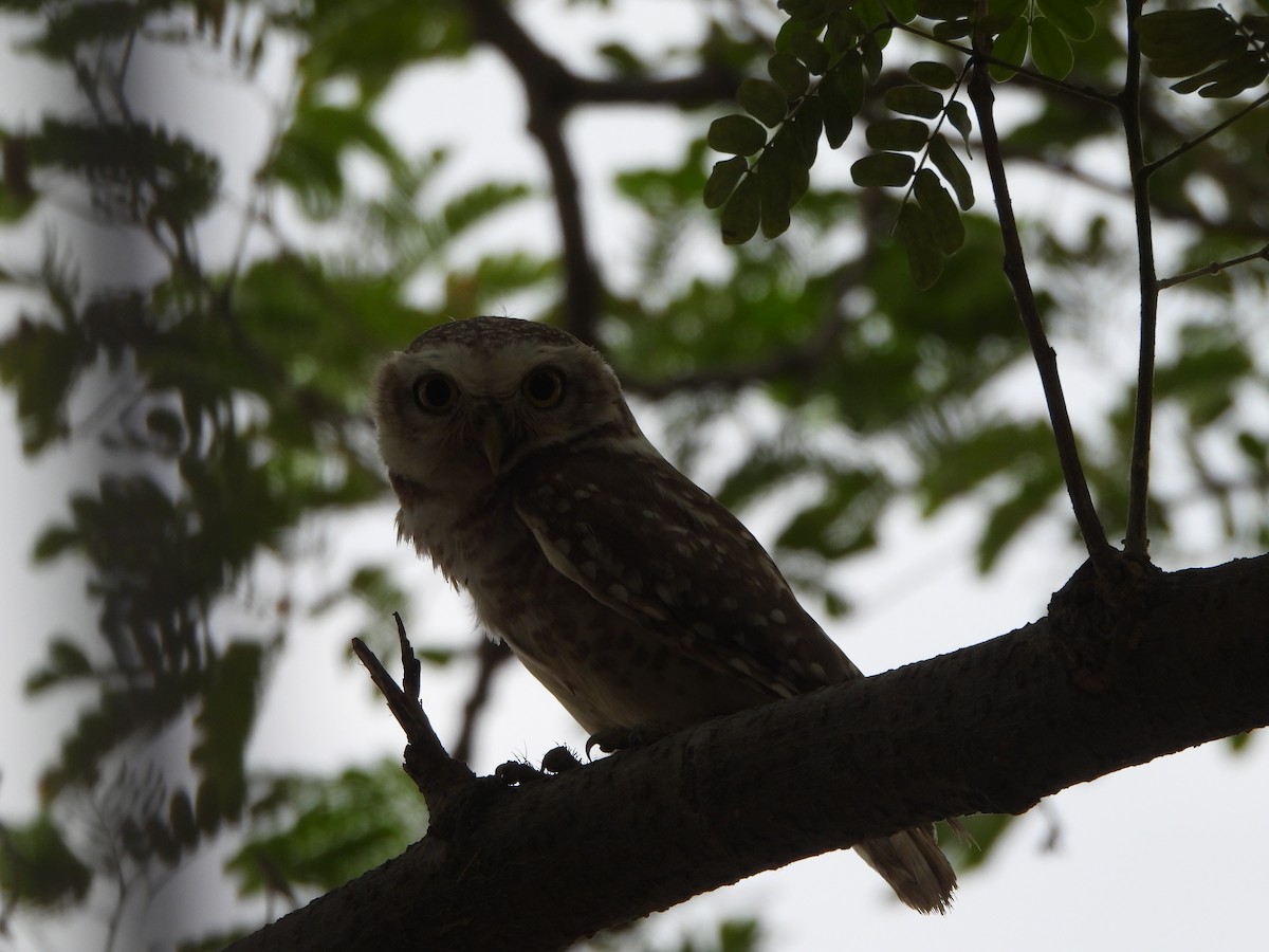 Spotted Owlet - ML620289800