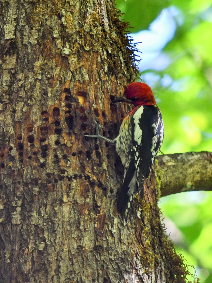 Red-breasted Sapsucker - ML620289802