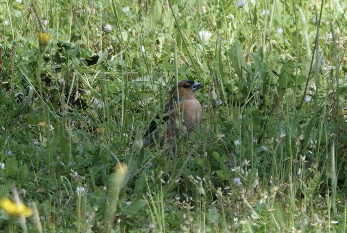 Common Chaffinch - ML620289803