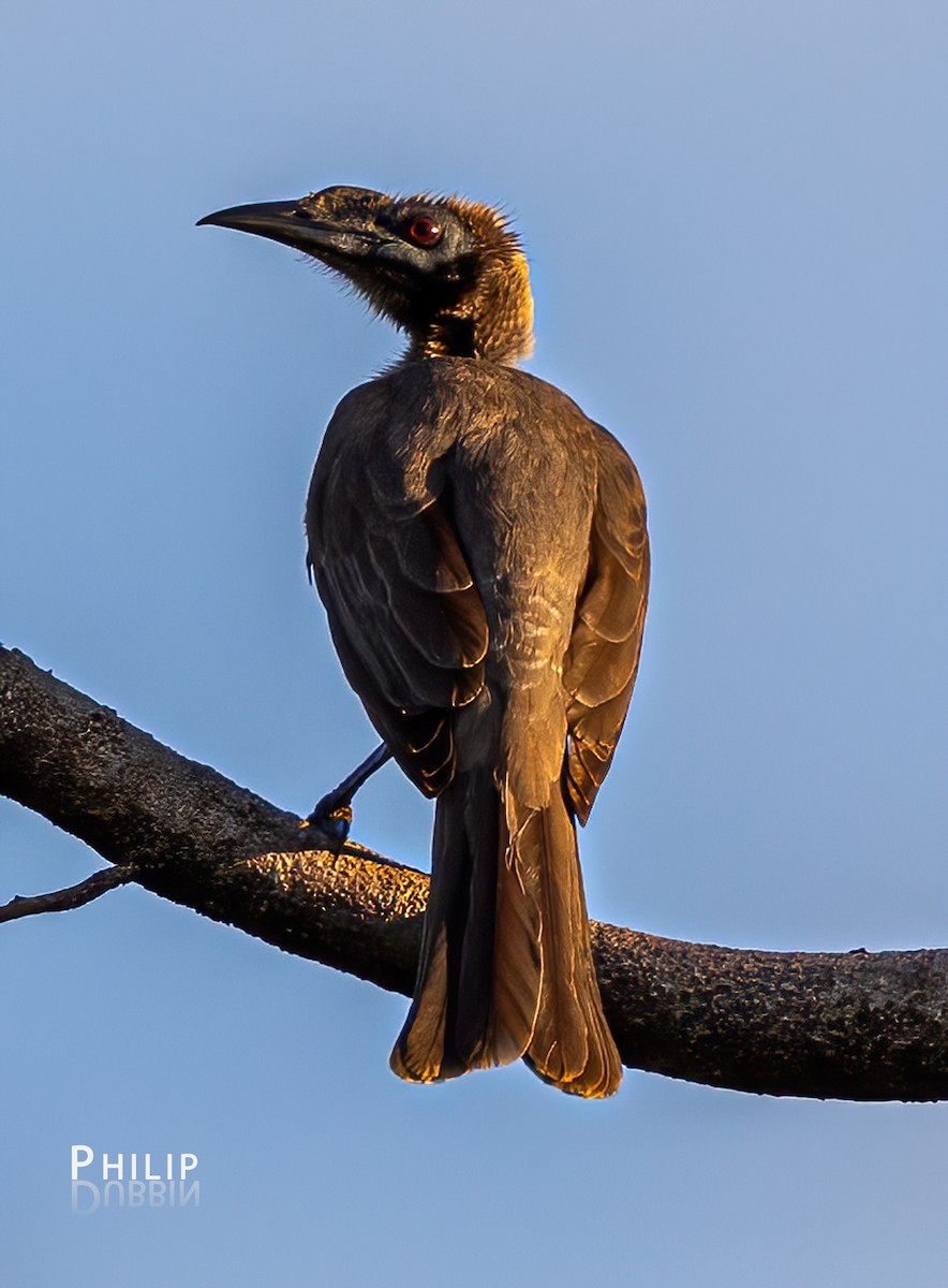 Helmeted Friarbird - ML620289805