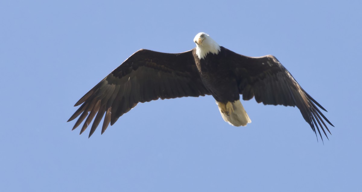 Bald Eagle - ML620289812