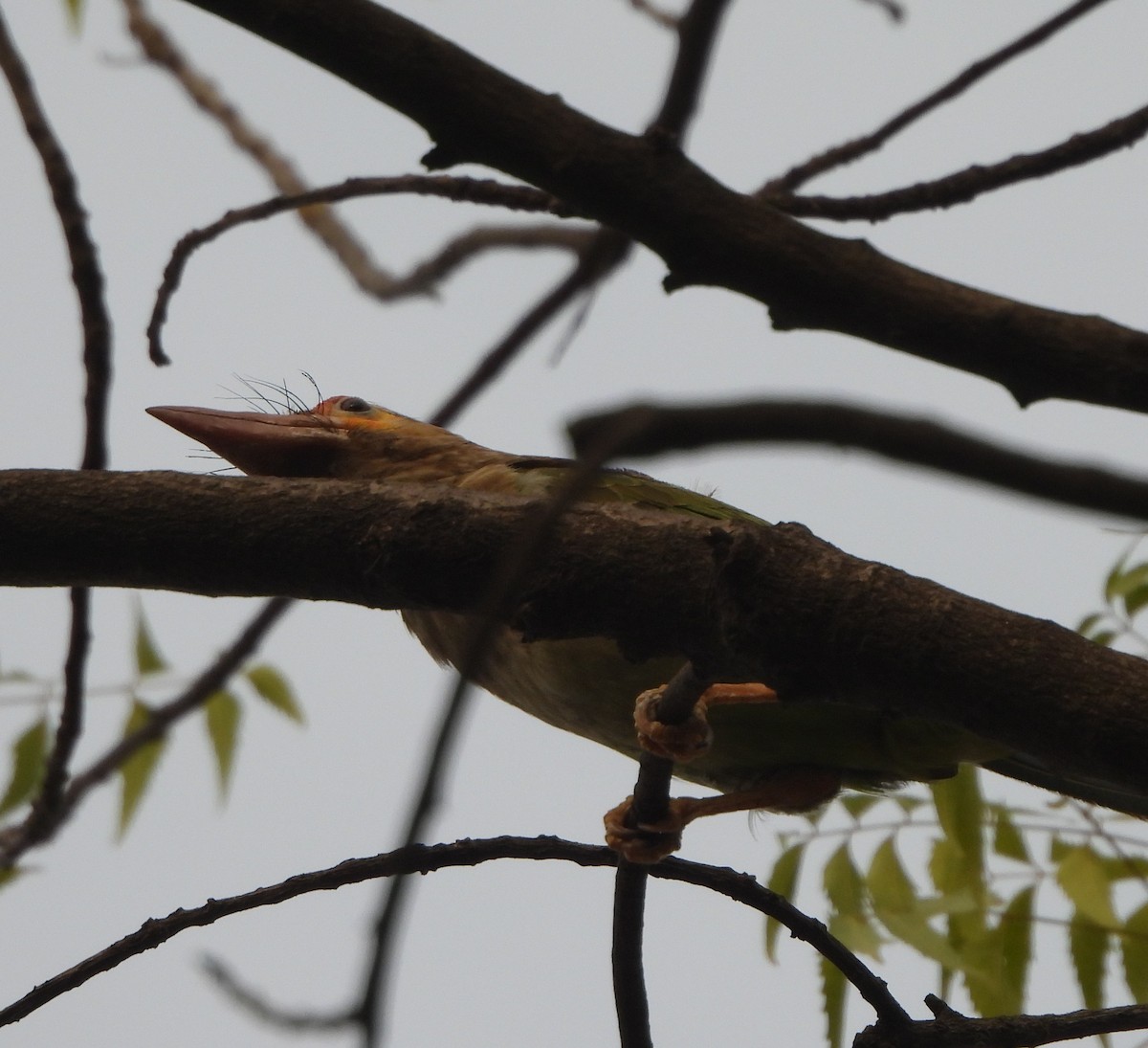 barbet hnědohlavý - ML620289821