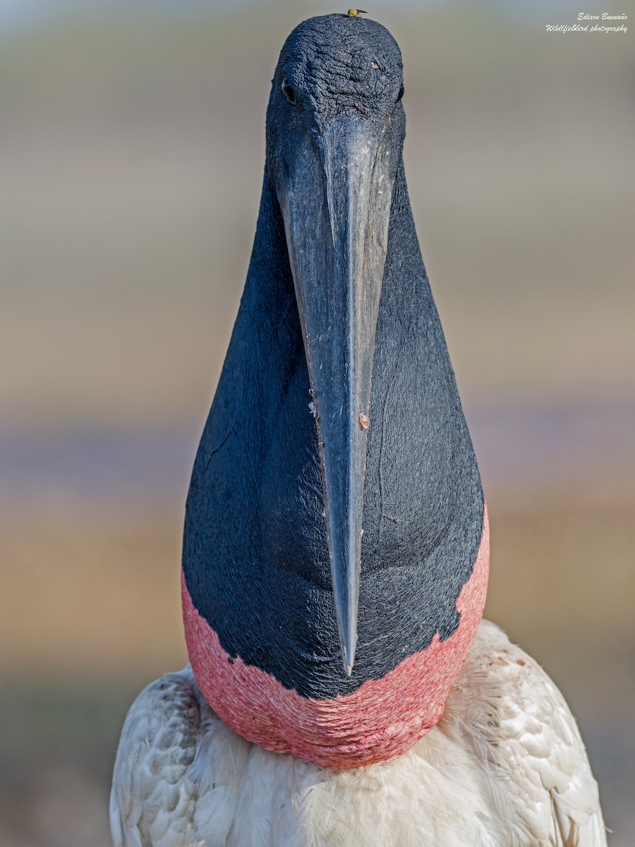 čáp jabiru - ML620289823