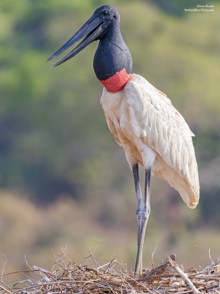 čáp jabiru - ML620289824