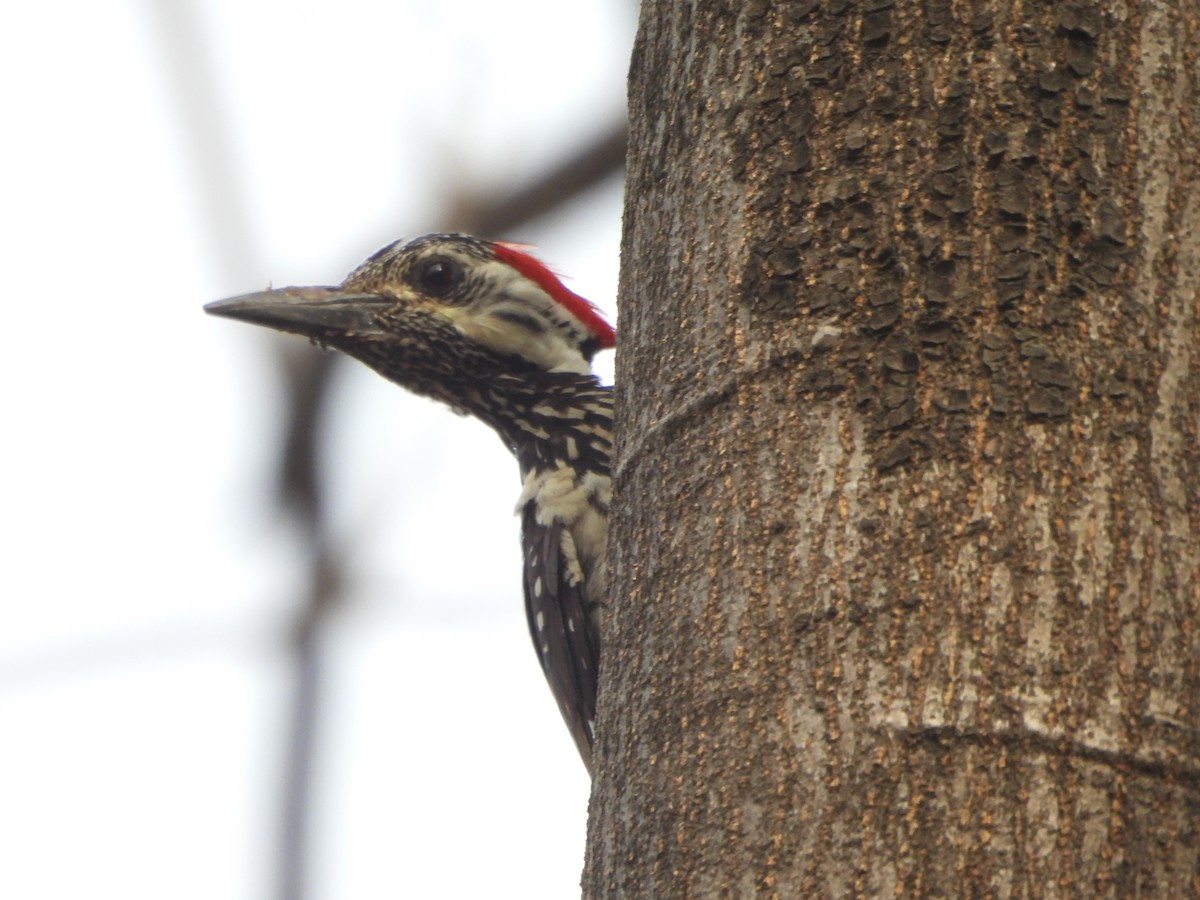 Black-rumped Flameback - ML620289826