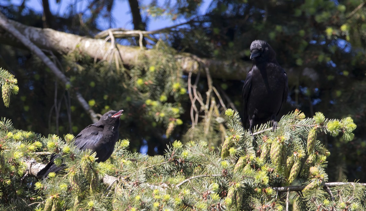 American Crow - ML620289828