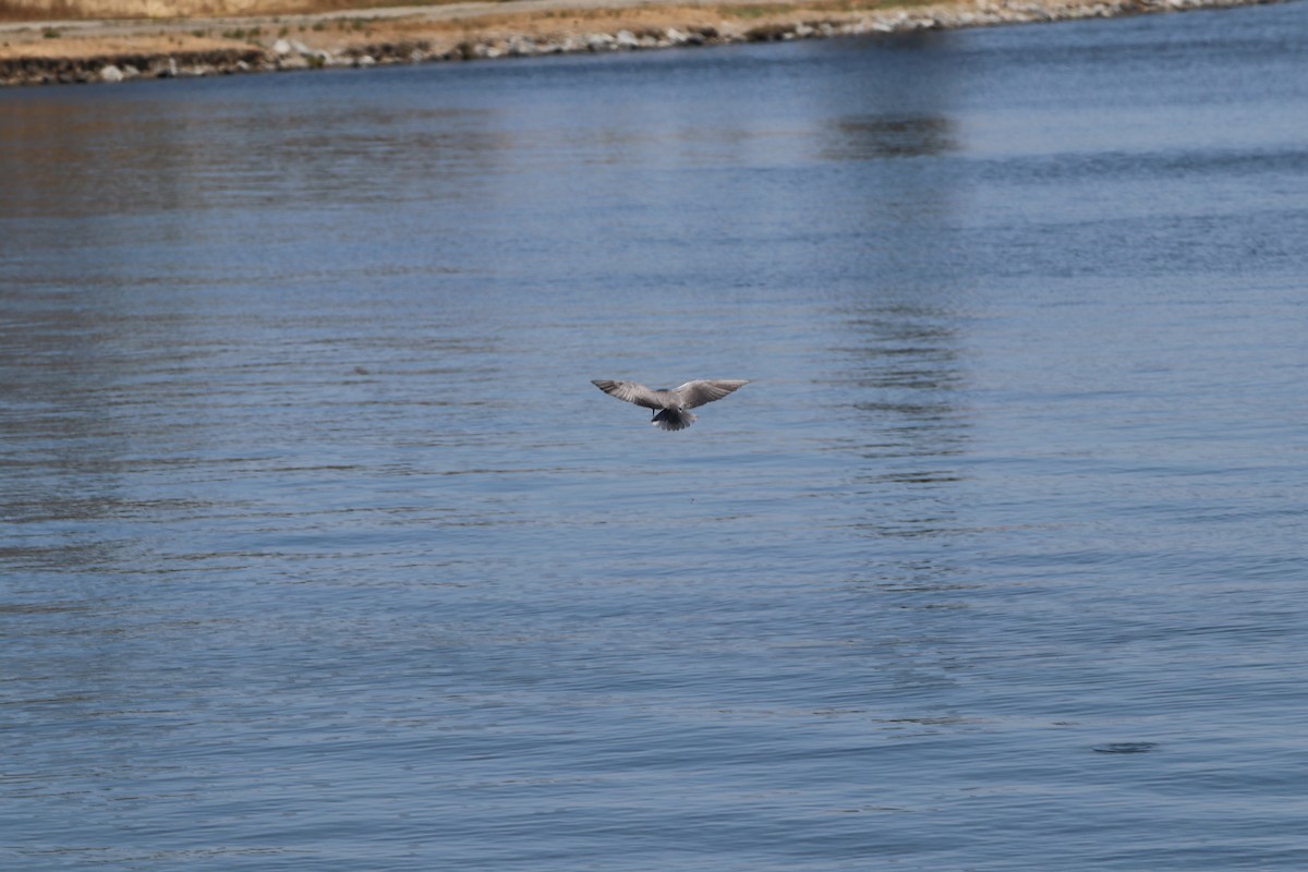 Black Tern - ML620289829