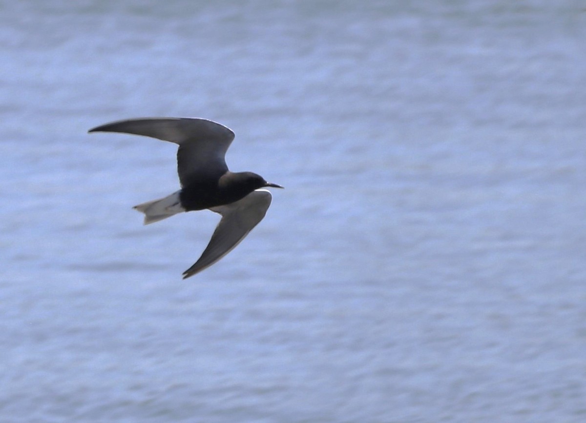 Black Tern - ML620289831