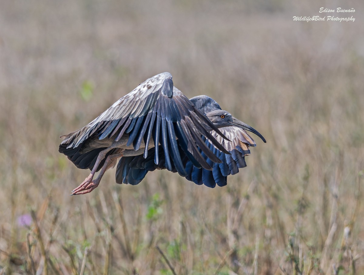 Ibis plombé - ML620289836