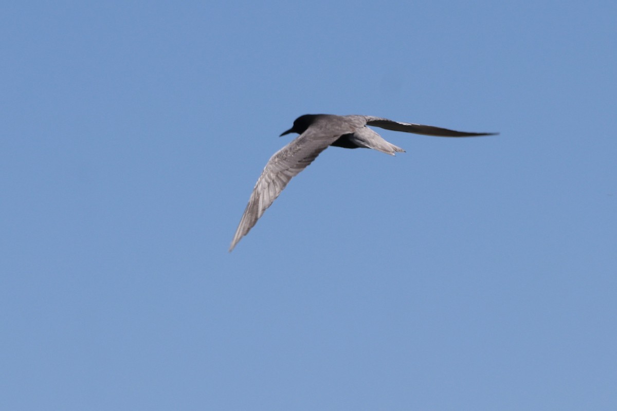 Black Tern - ML620289839