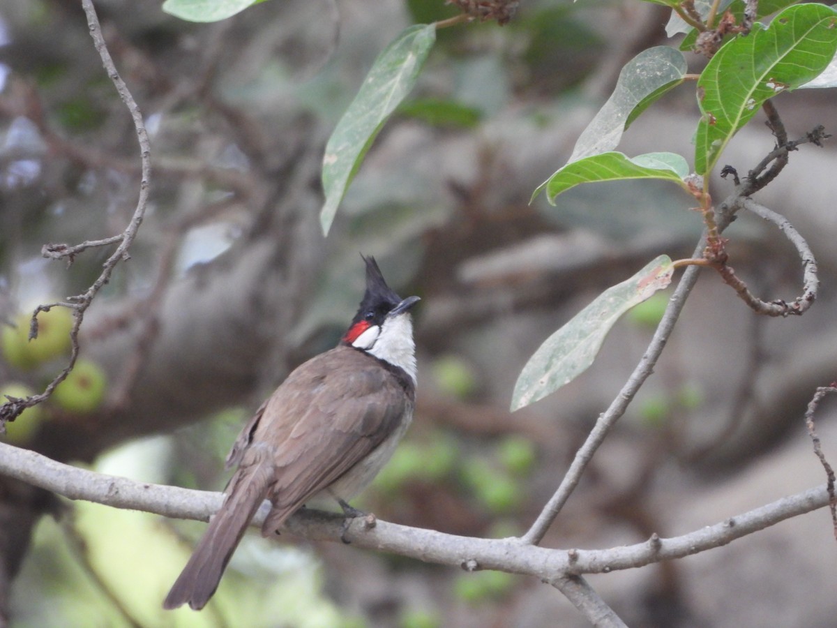 Red-whiskered Bulbul - ML620289844