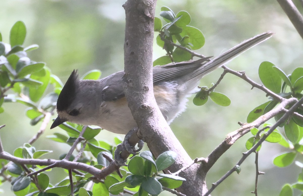 Black-crested Titmouse - ML620289846