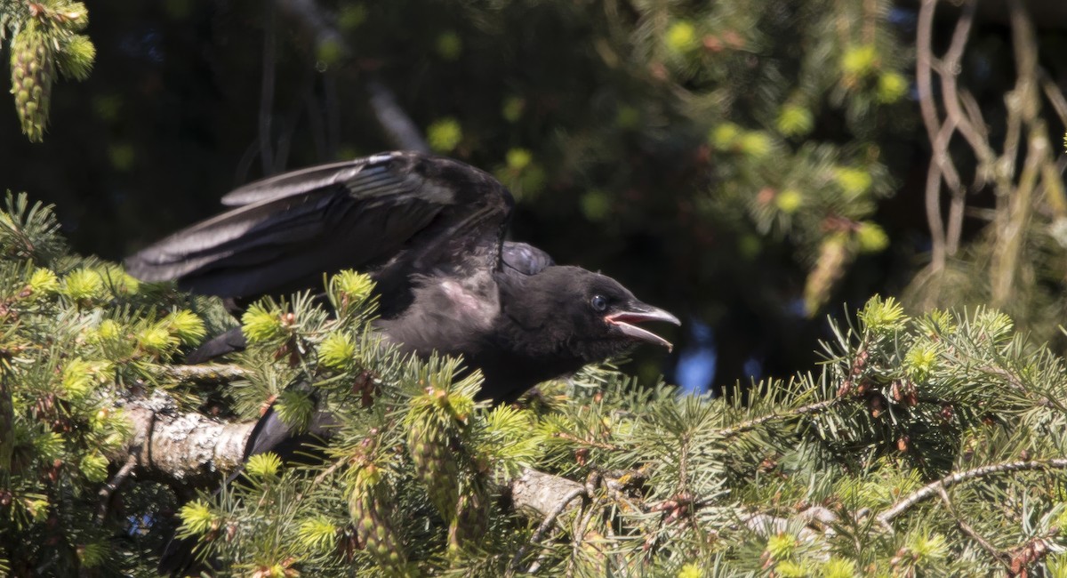 American Crow - ML620289849