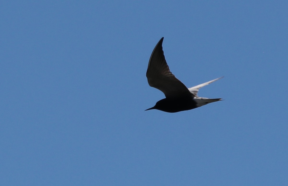 Black Tern - ML620289851