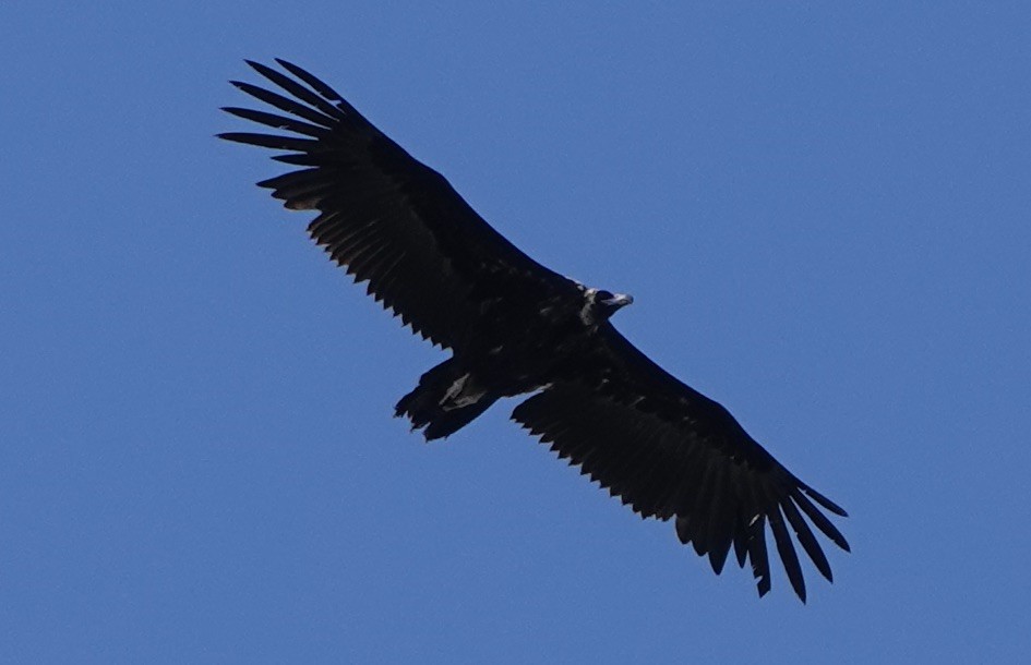 Cinereous Vulture - ML620289855