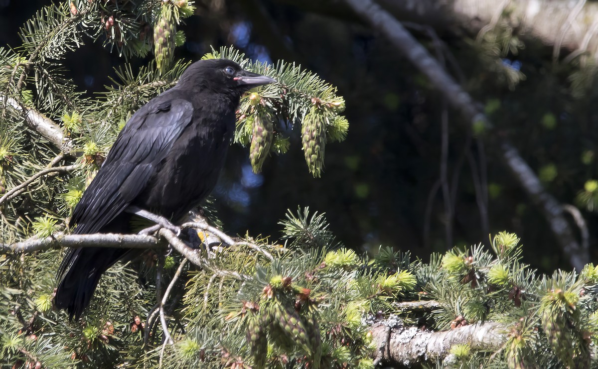 American Crow - ML620289856