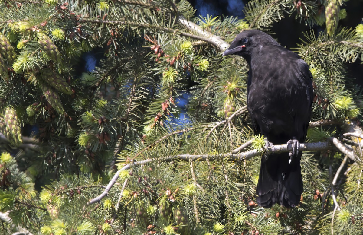 American Crow - ML620289857