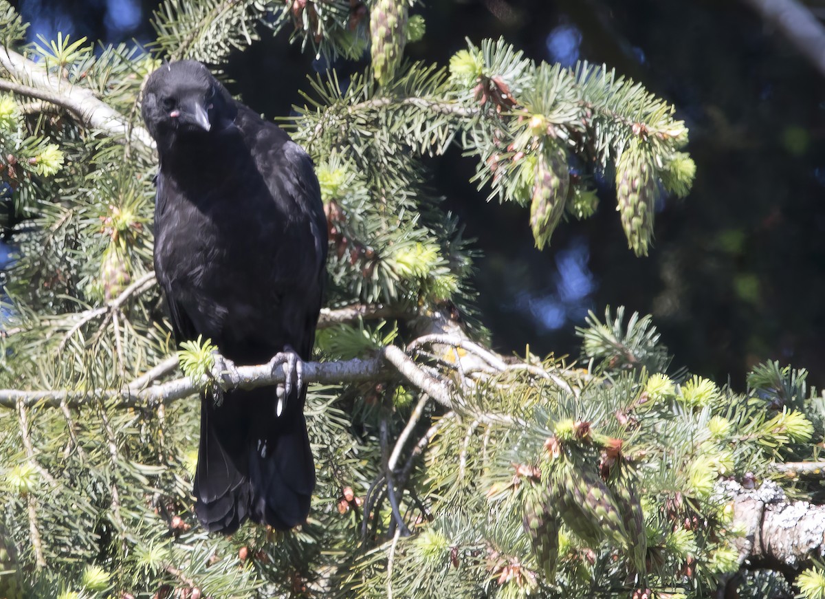 American Crow - ML620289859