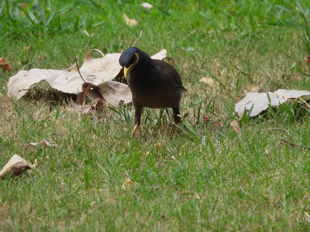 Common Myna - ML620289860