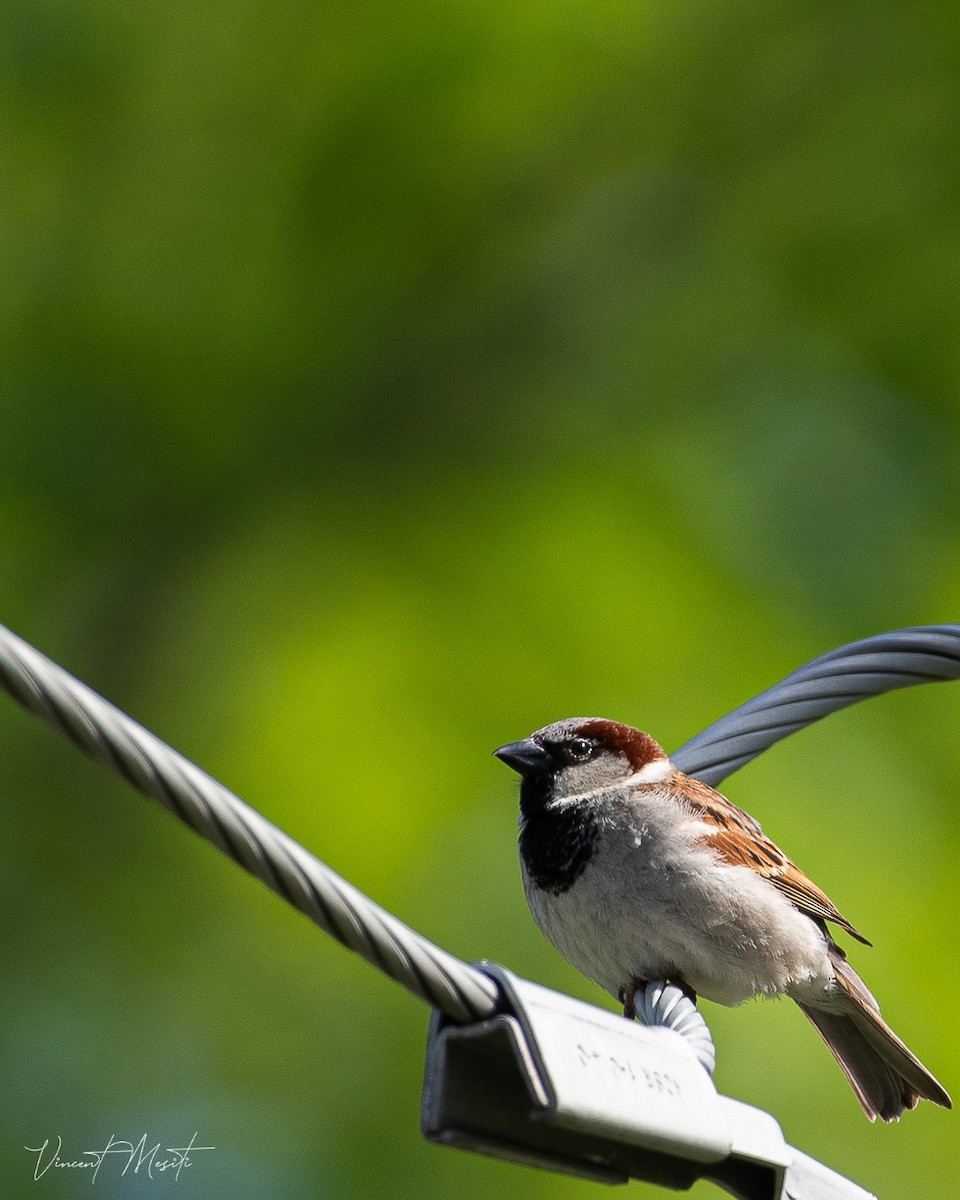 House Sparrow - ML620289861