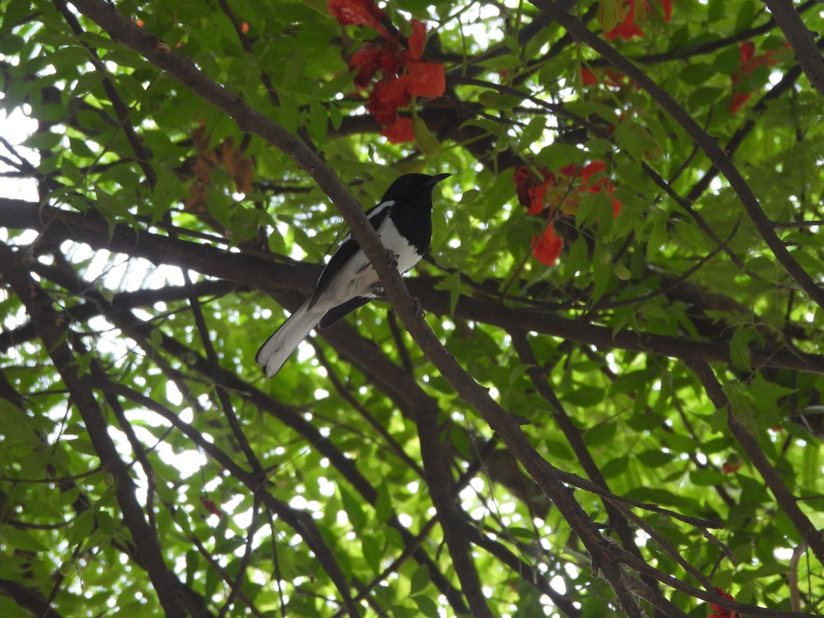 Oriental Magpie-Robin - ML620289866