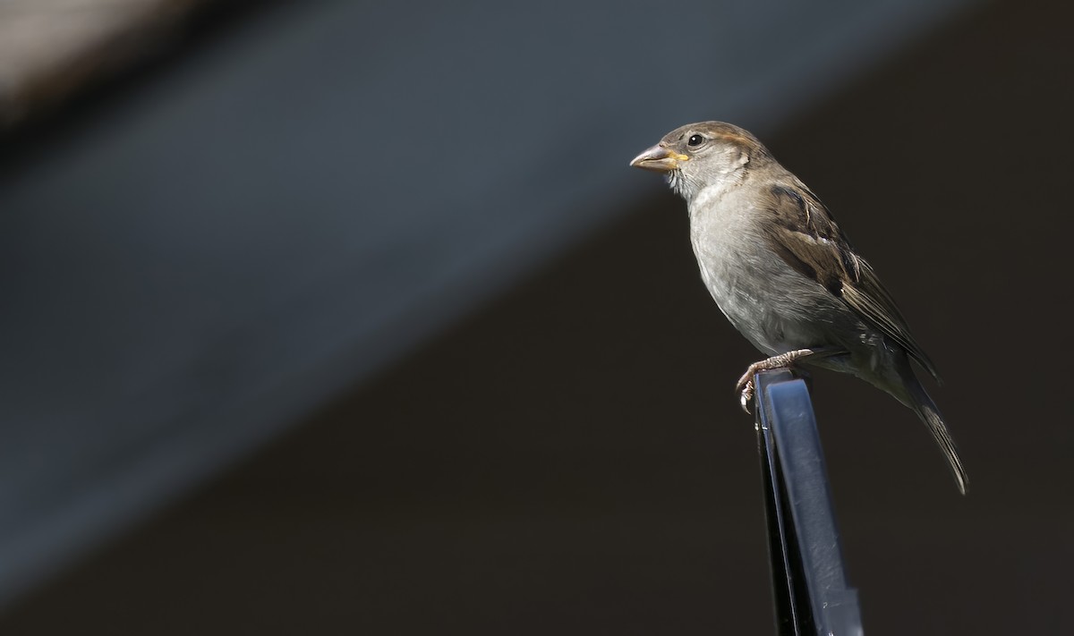 House Sparrow - ML620289867