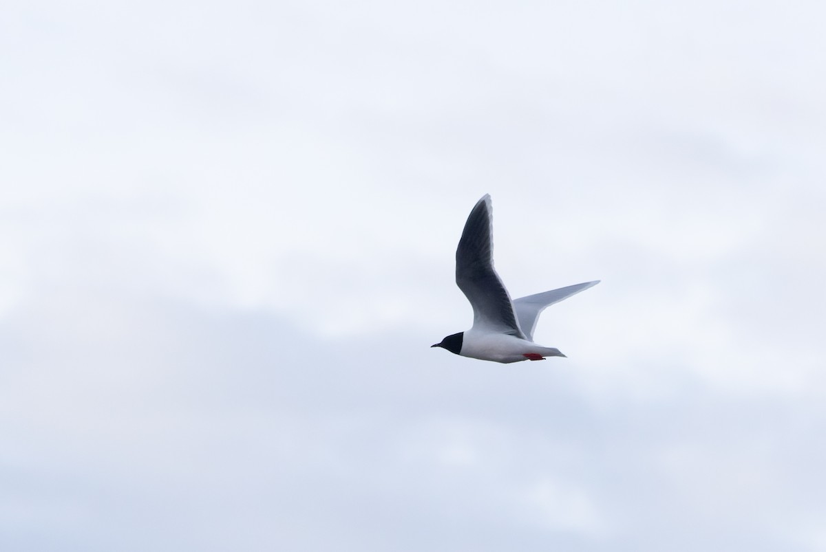 Little Gull - ML620289869