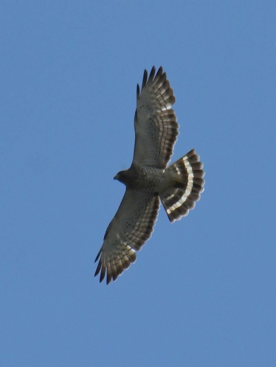 Broad-winged Hawk - Wendy Hill