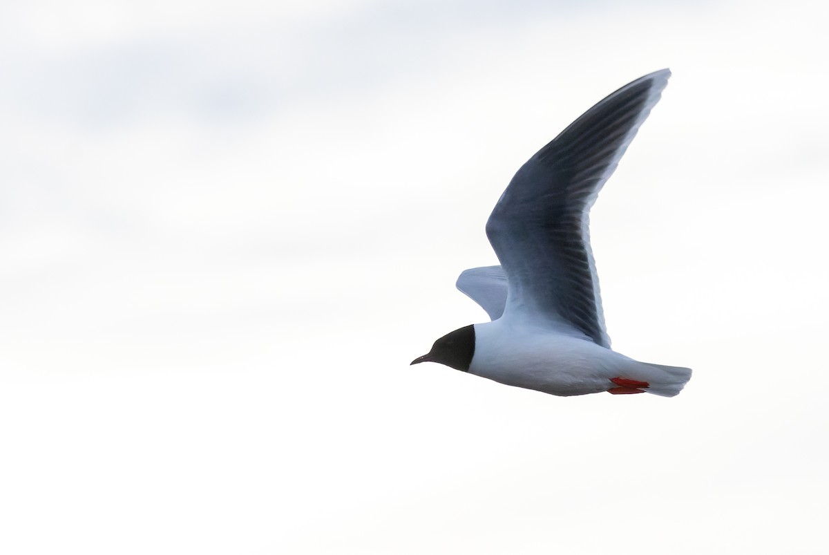 Little Gull - ML620289872