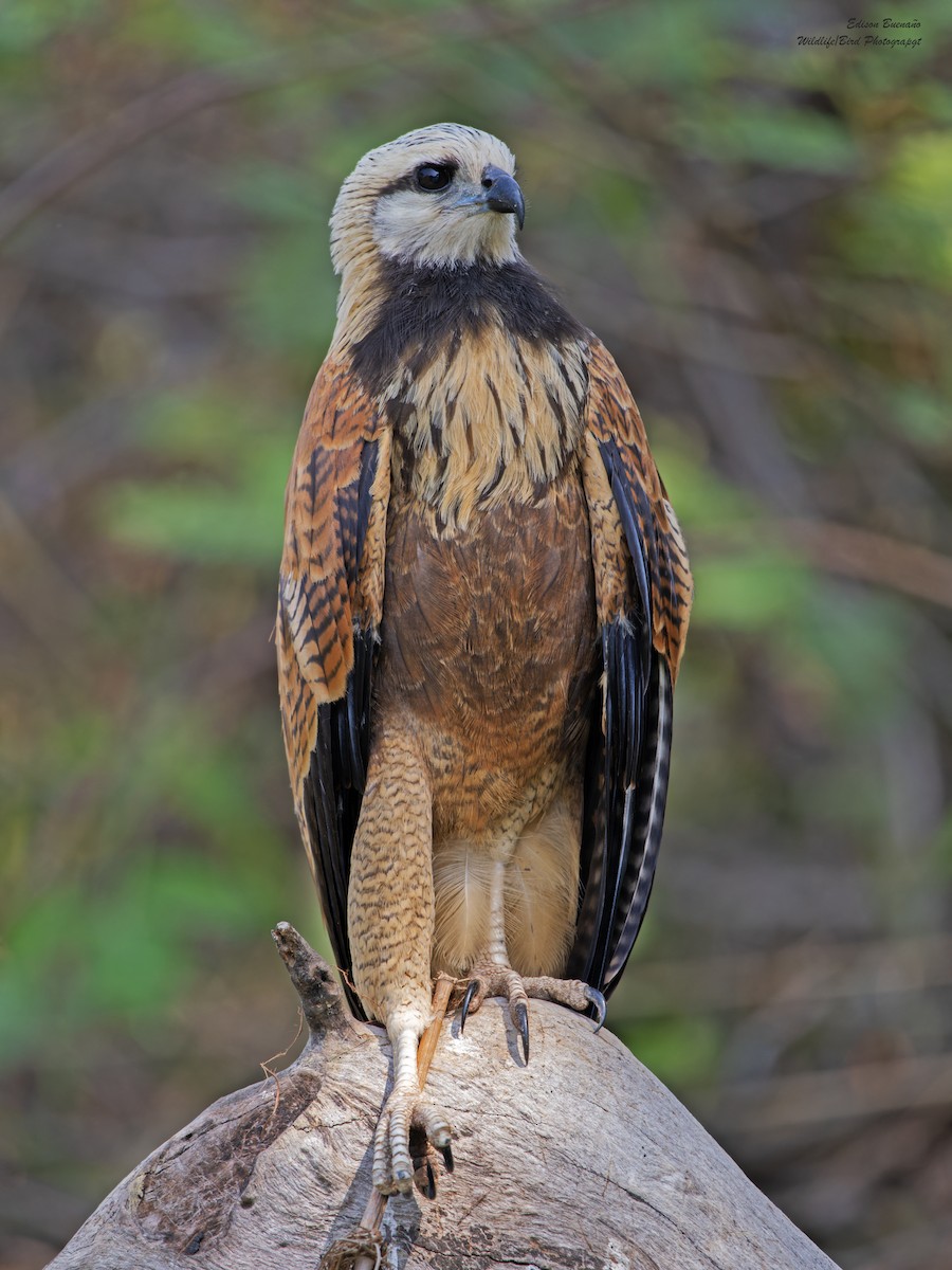 Black-collared Hawk - ML620289875