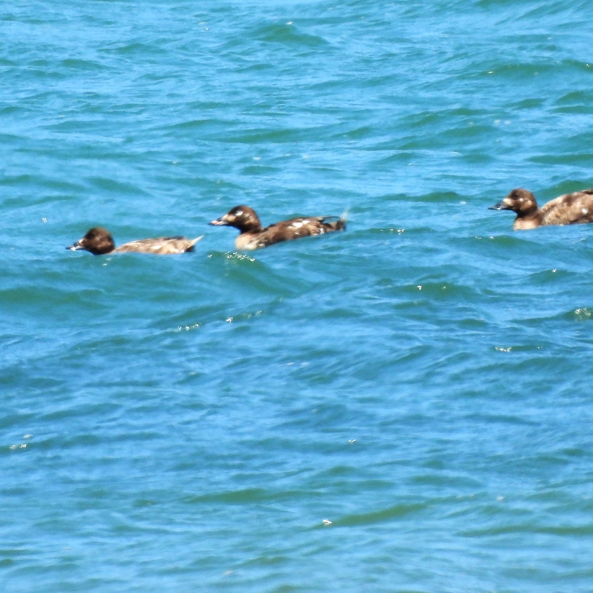 White-winged Scoter - ML620289876