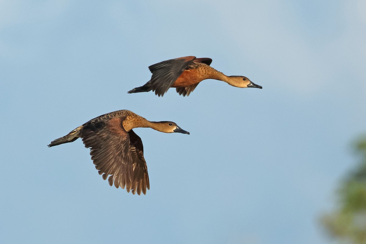 Dendrocygne à lunules - ML620289878