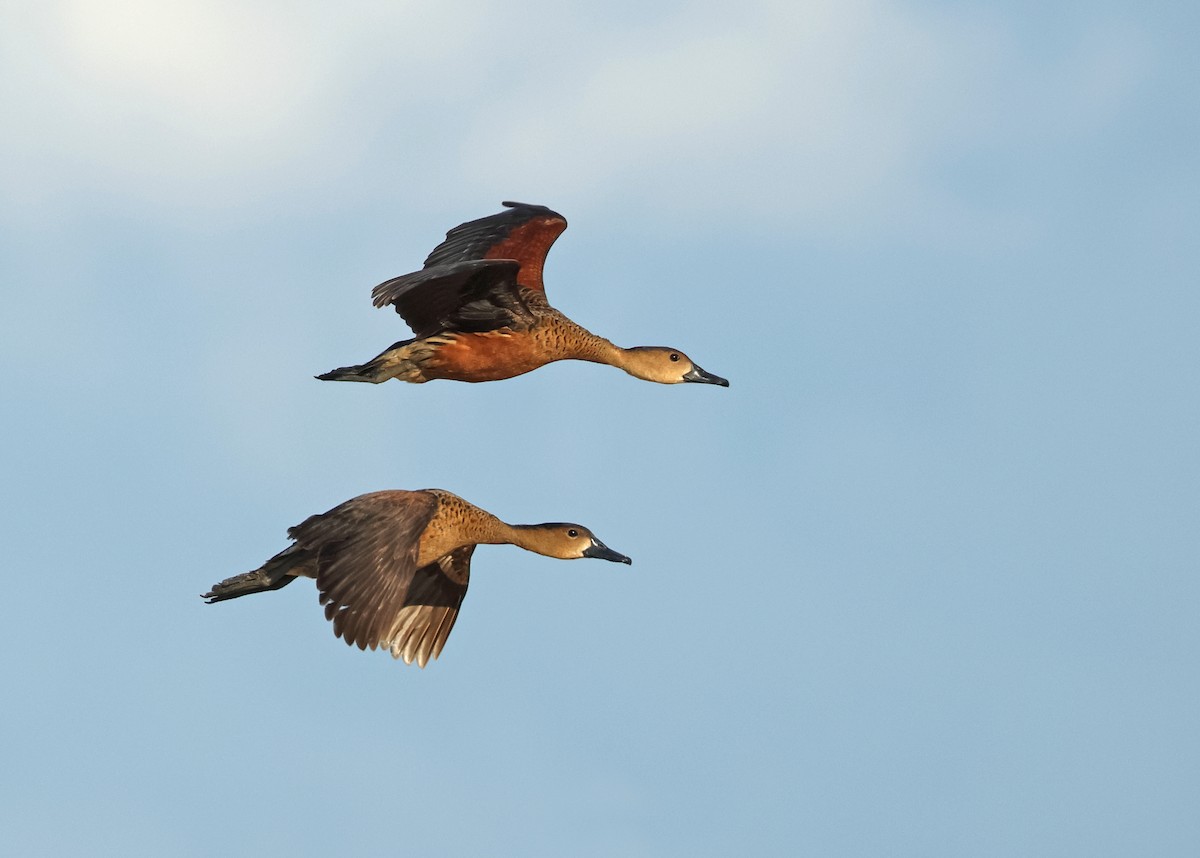 Dendrocygne à lunules - ML620289879