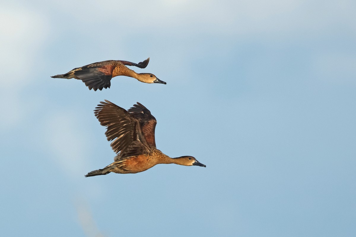 Dendrocygne à lunules - ML620289880