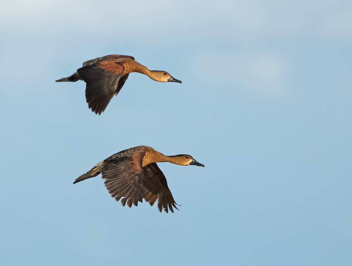 Dendrocygne à lunules - ML620289881