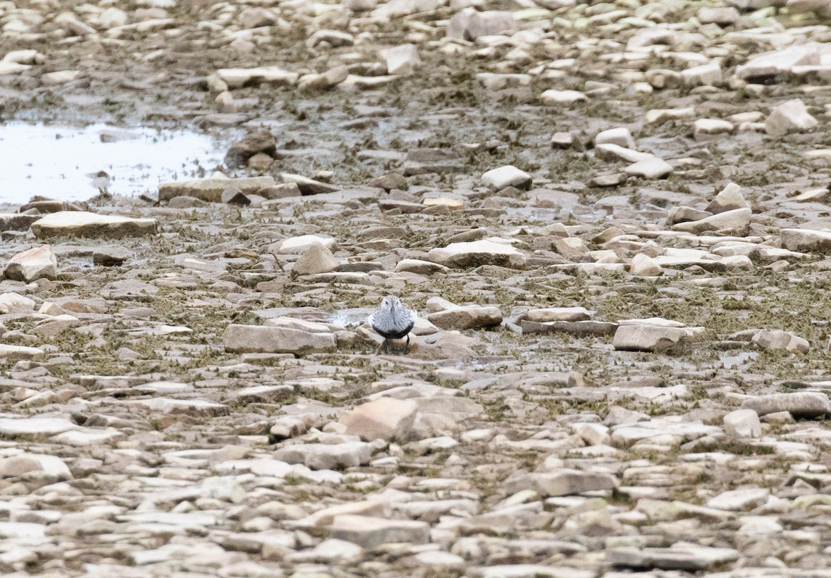 Dunlin - ML620289883