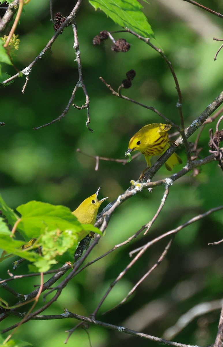 Paruline jaune - ML620289891