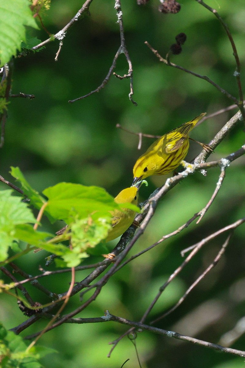 Yellow Warbler - ML620289893