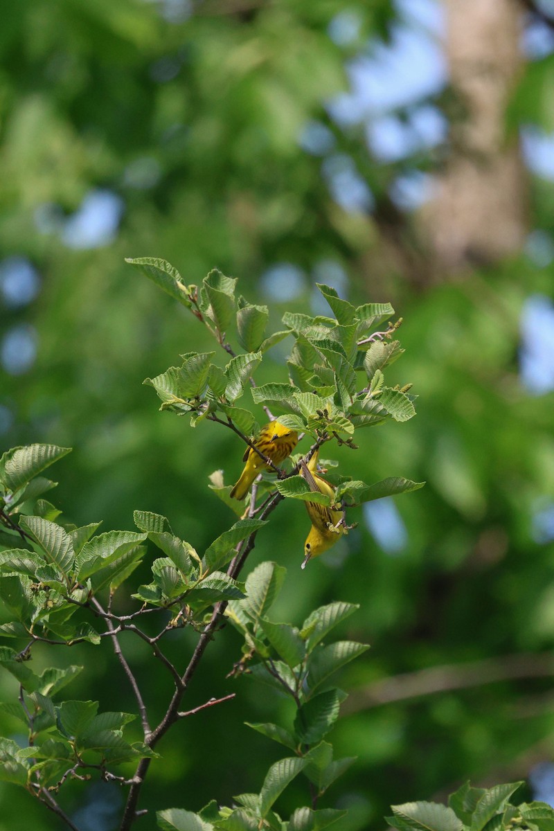Yellow Warbler - ML620289894