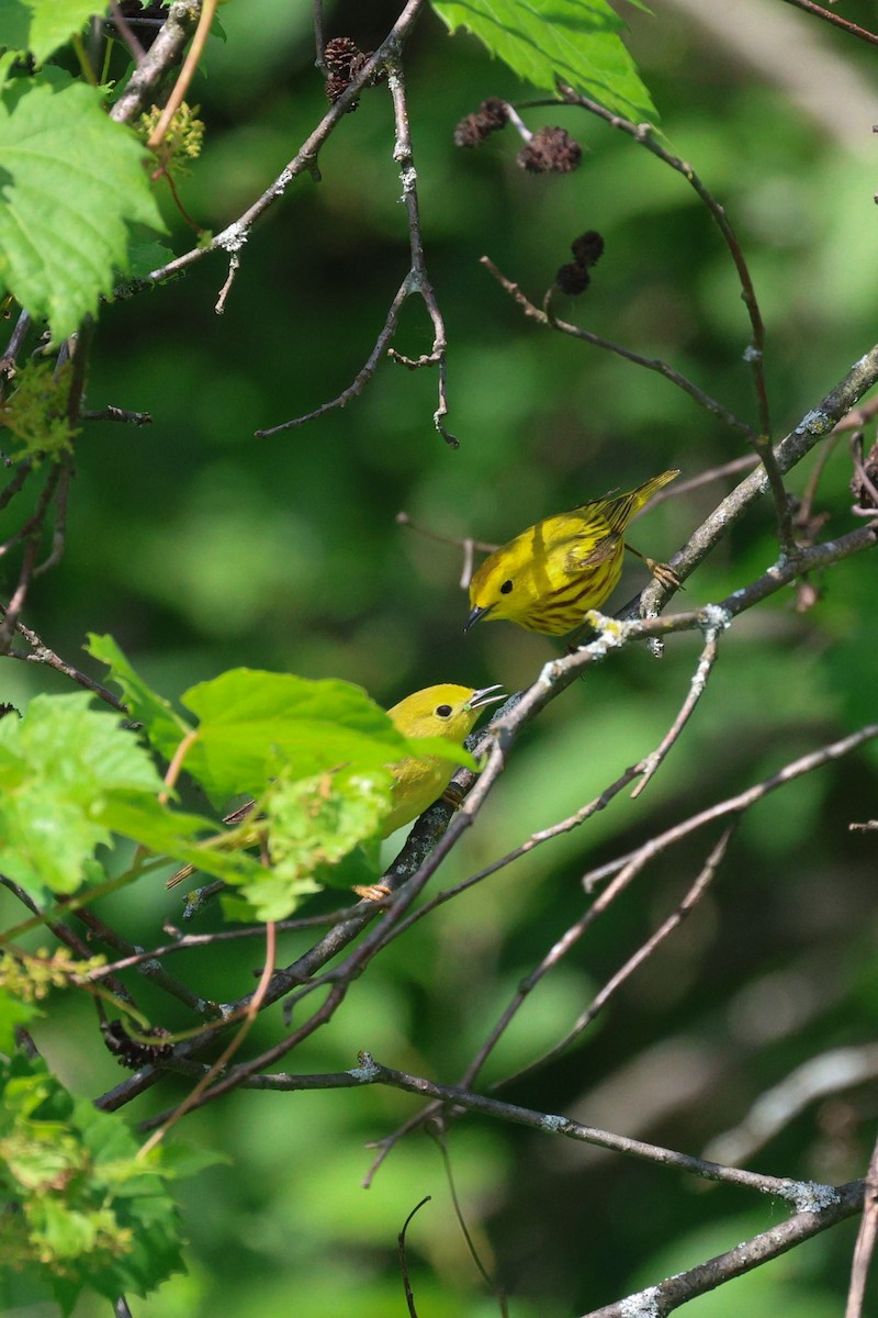 Yellow Warbler - ML620289895