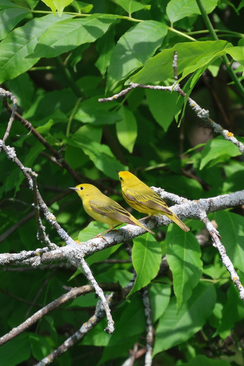 Paruline jaune - ML620289896