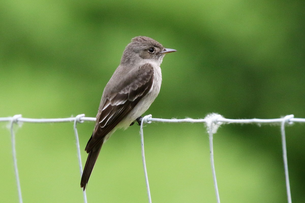 Western Wood-Pewee - ML620289898